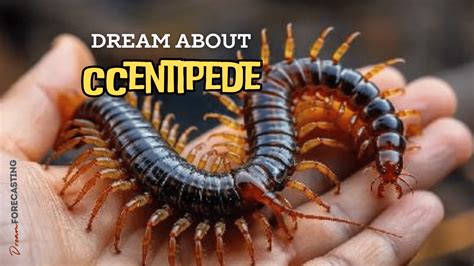centipede in dream meaning|9 Common Dream About Centipede .